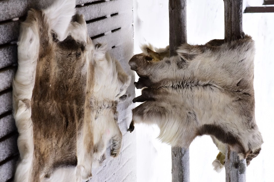 PORONTALJA Pieni 3 PORONTALJA Pieni